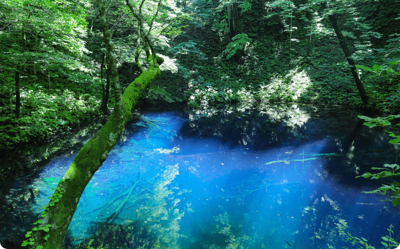 春　青森県・白神山地